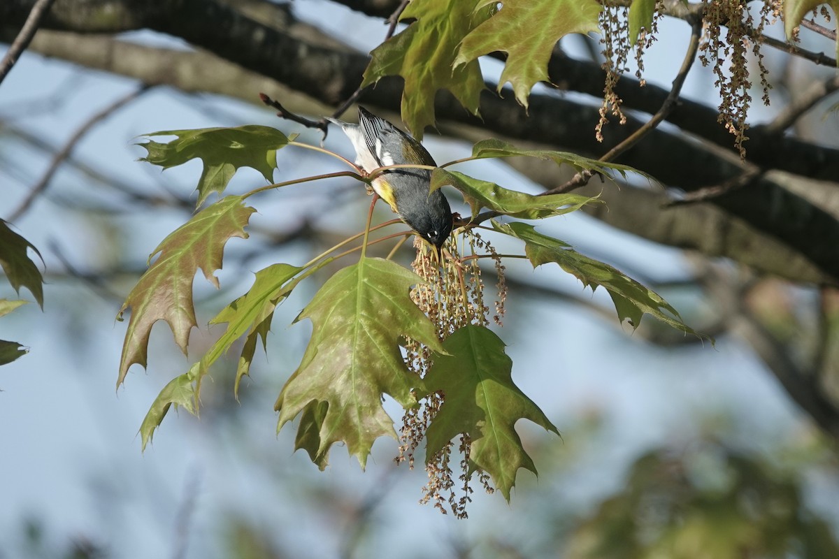 Northern Parula - ML634967380