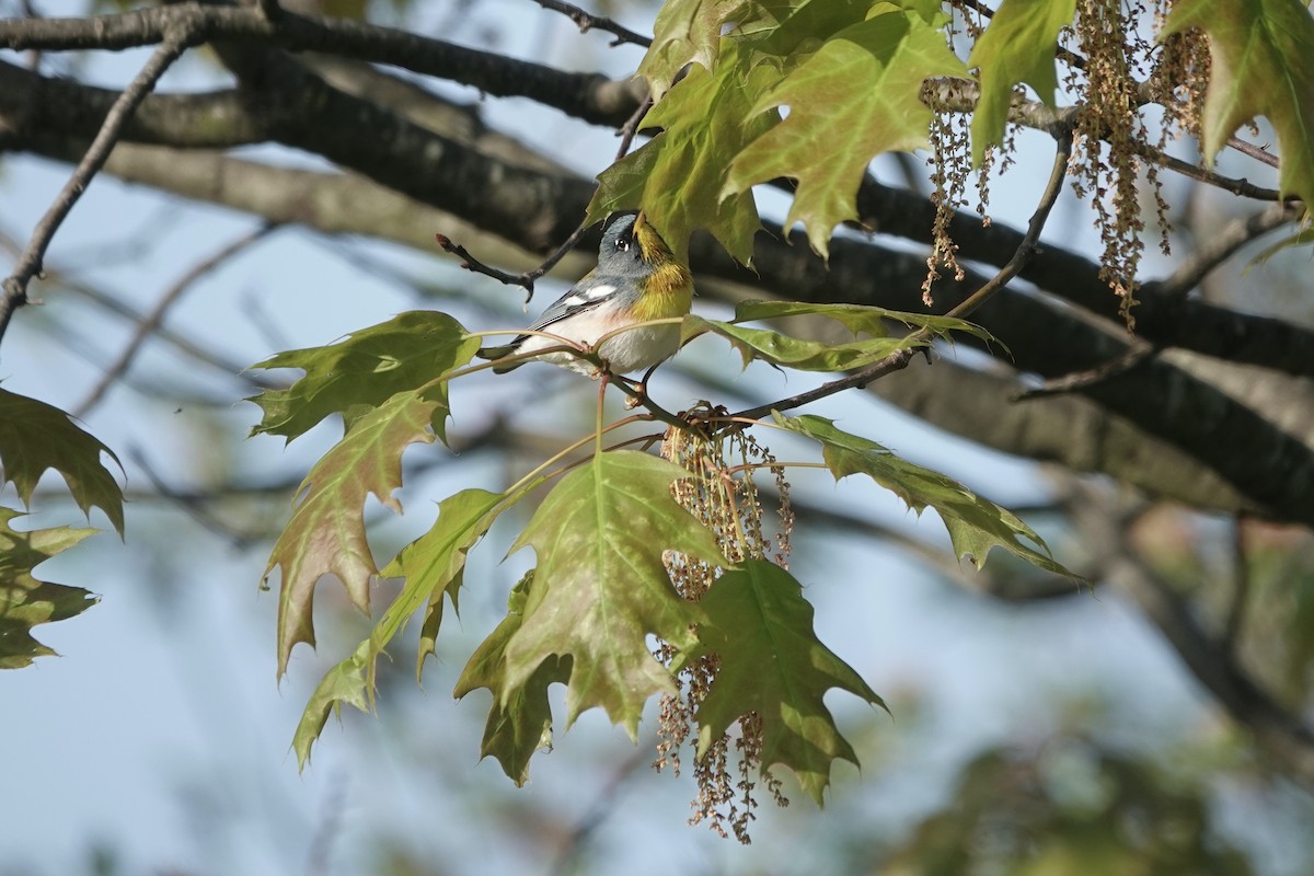Northern Parula - ML634967381
