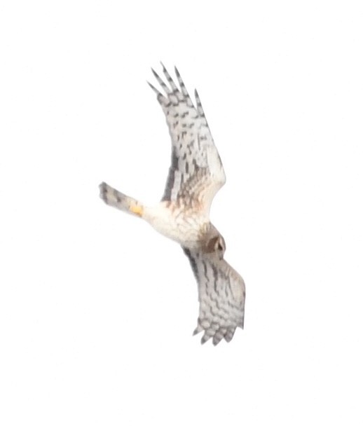 Northern Harrier - ML634967412