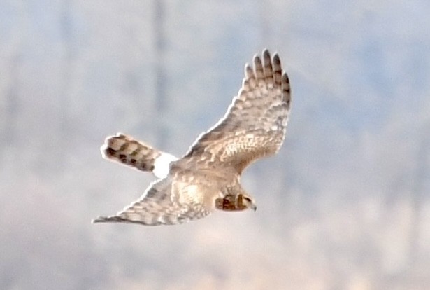 Northern Harrier - ML634967413