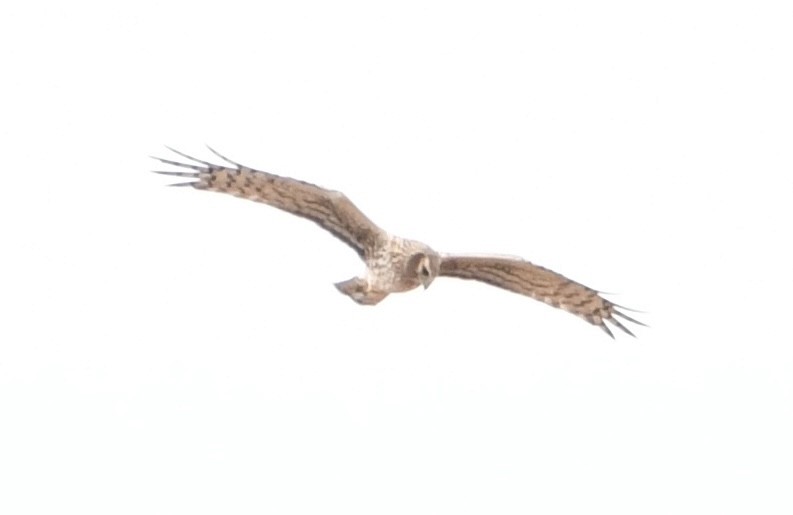 Northern Harrier - ML634967416