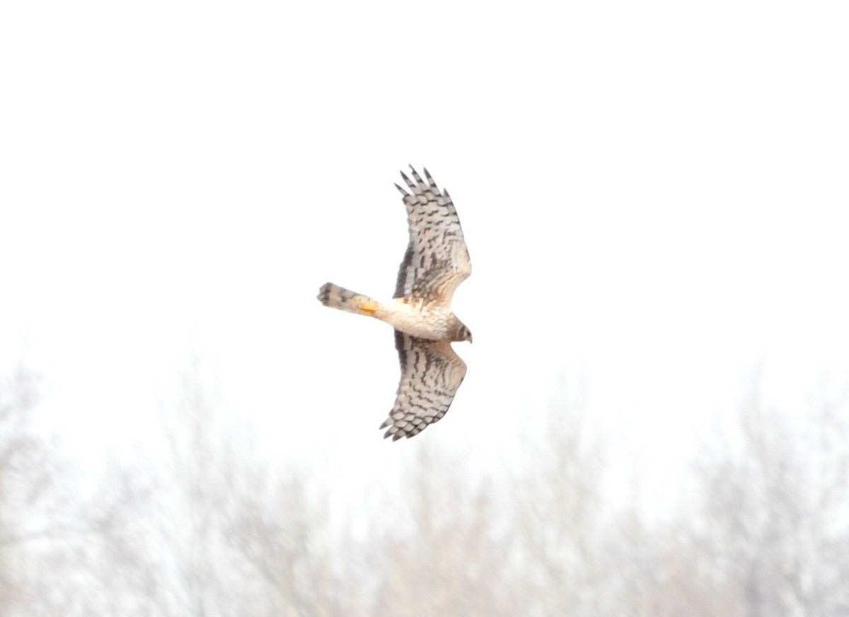 Northern Harrier - ML634967419