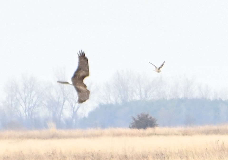 Northern Harrier - ML634967428