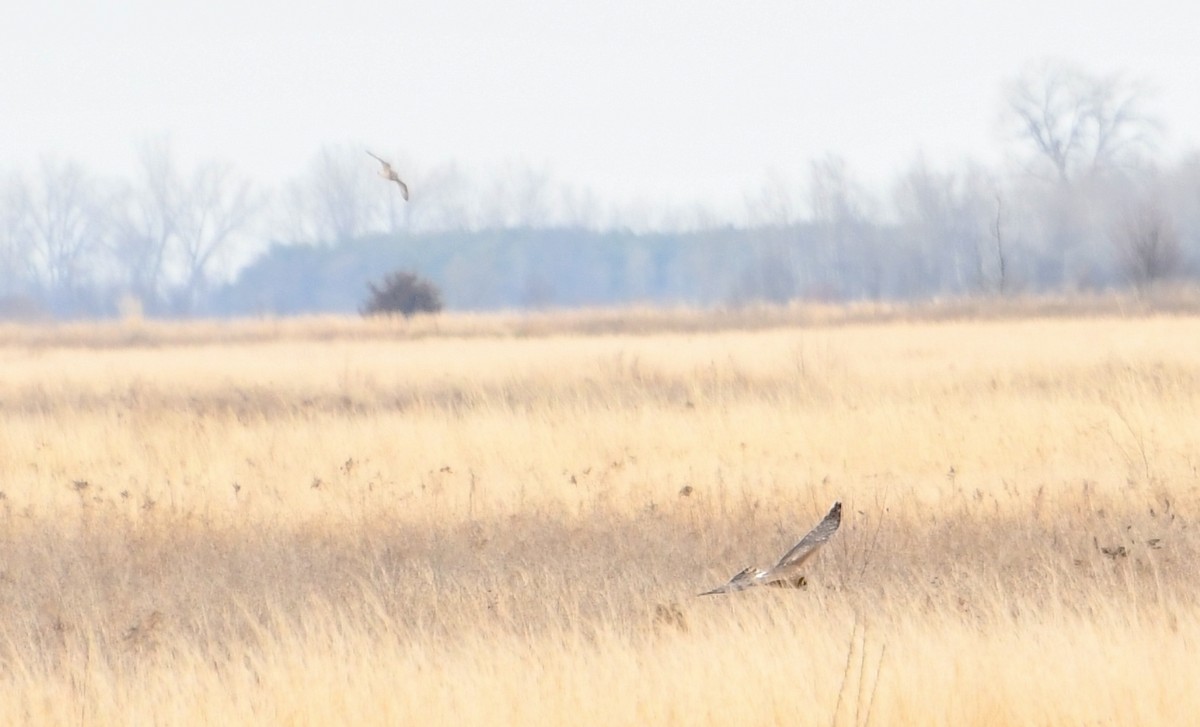 Northern Harrier - ML634967445