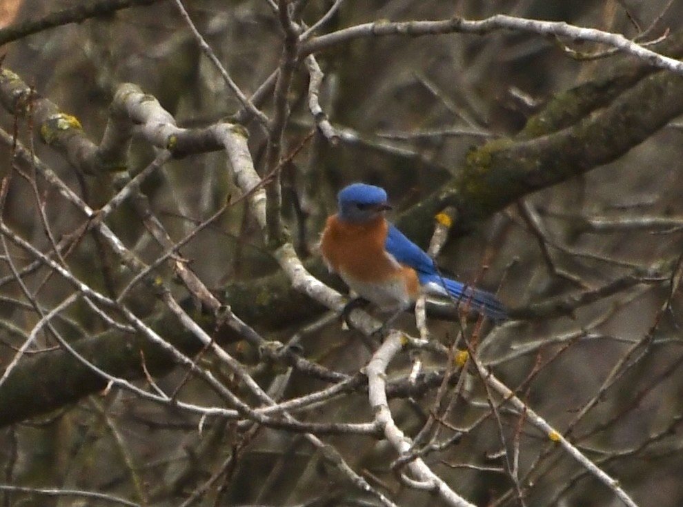 Eastern Bluebird - ML634967476