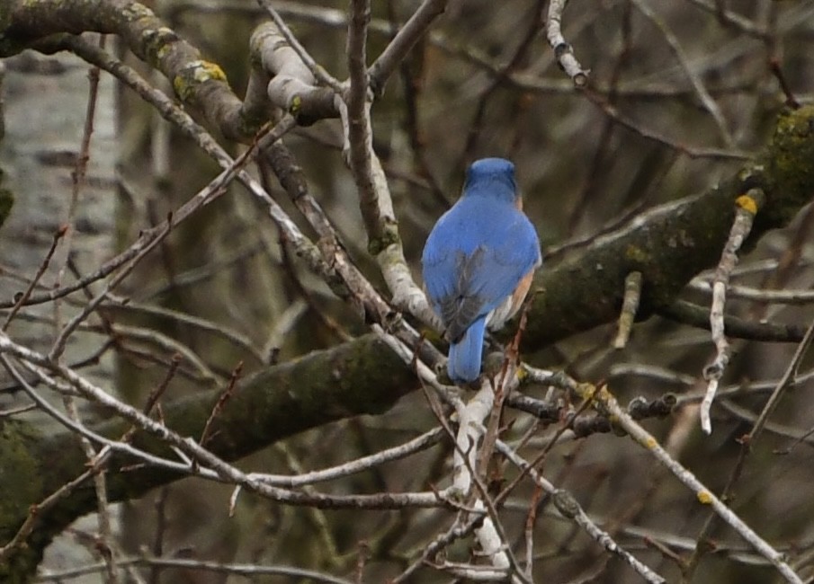 Eastern Bluebird - ML634967480