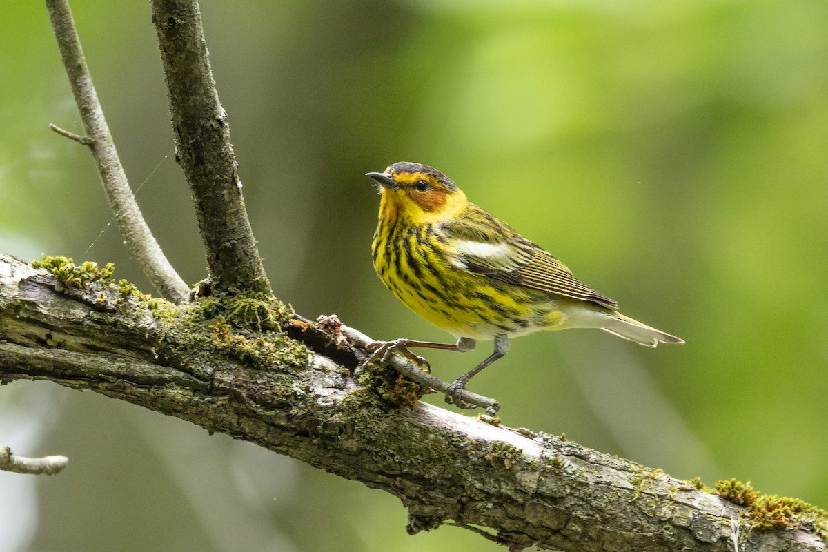 Cape May Warbler - ML634967524