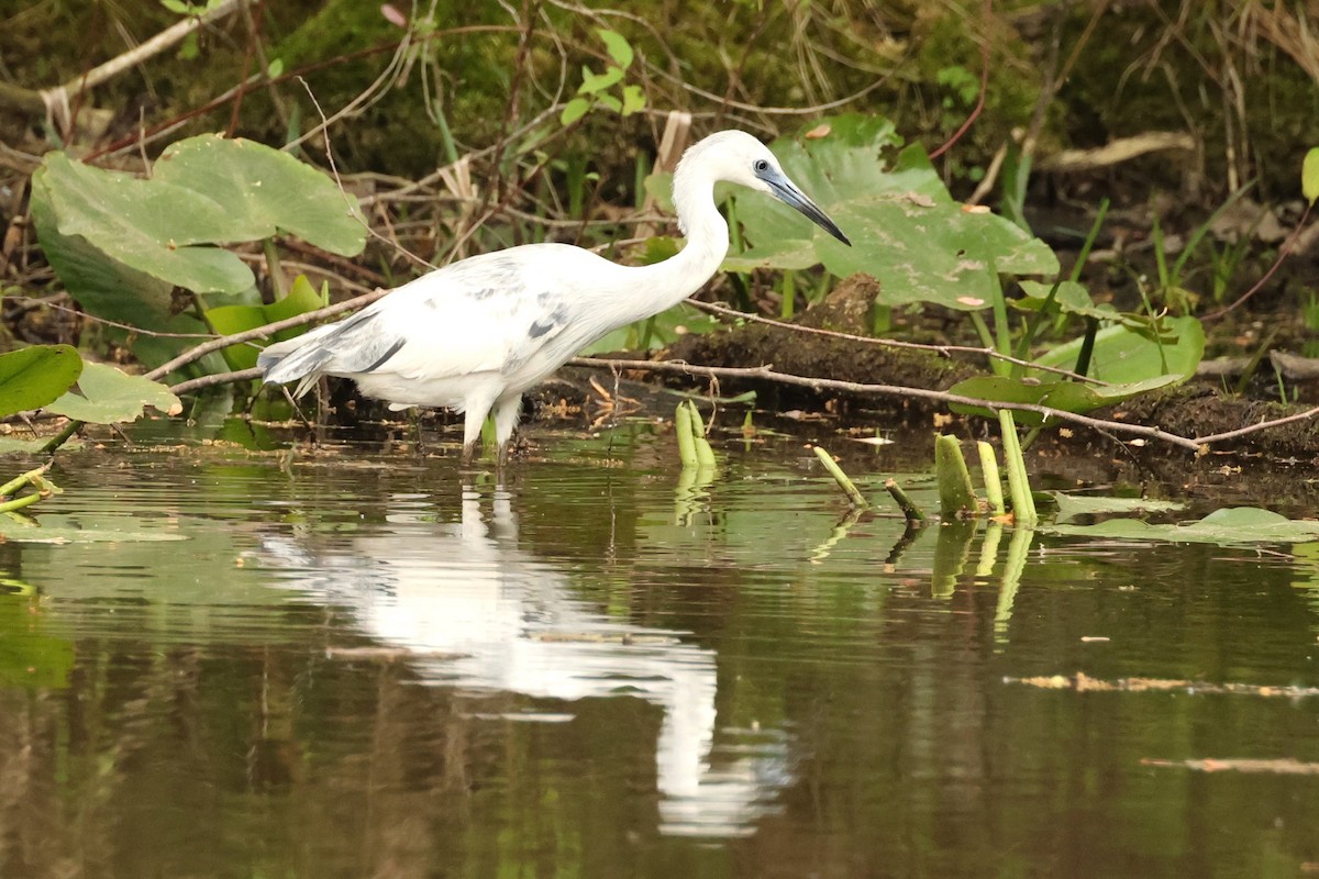 Little Blue Heron - ML634967552