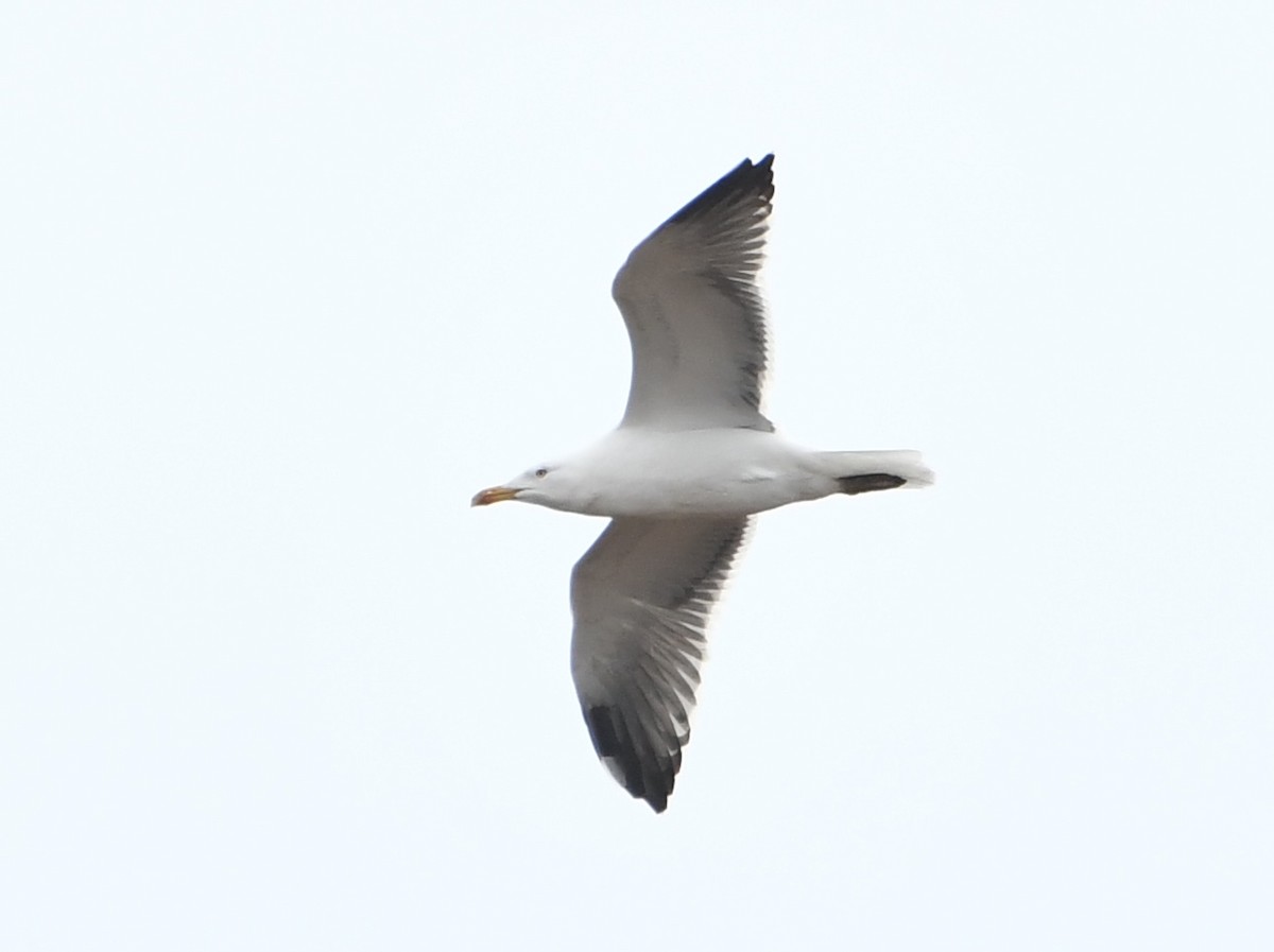 Zafferano - ML634967560