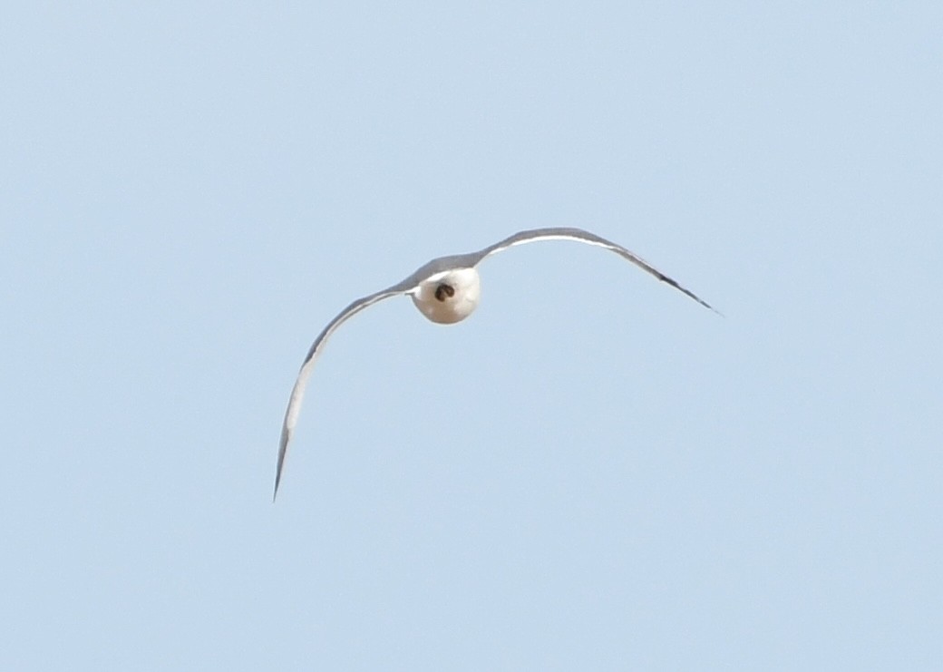 Zafferano - ML634967570