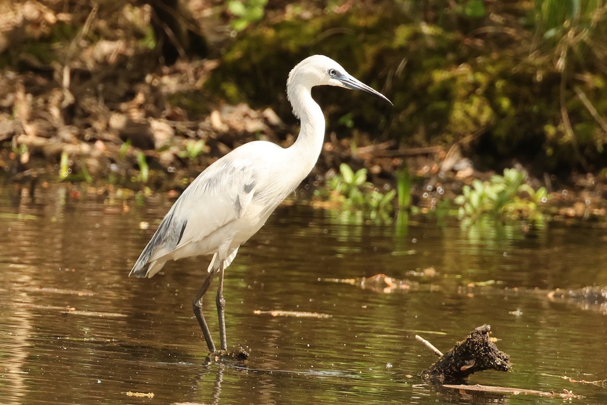 Little Blue Heron - ML634967571