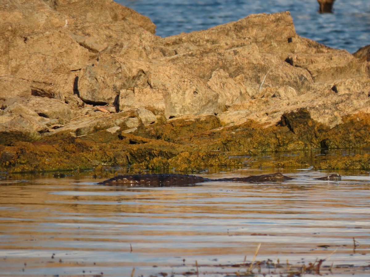 Freshwater Crocodile - ML634967637
