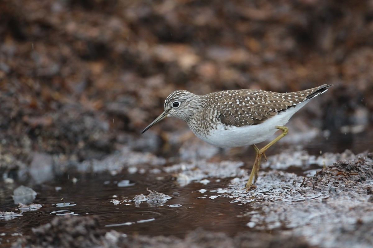 Solitary Sandpiper - ML634967707
