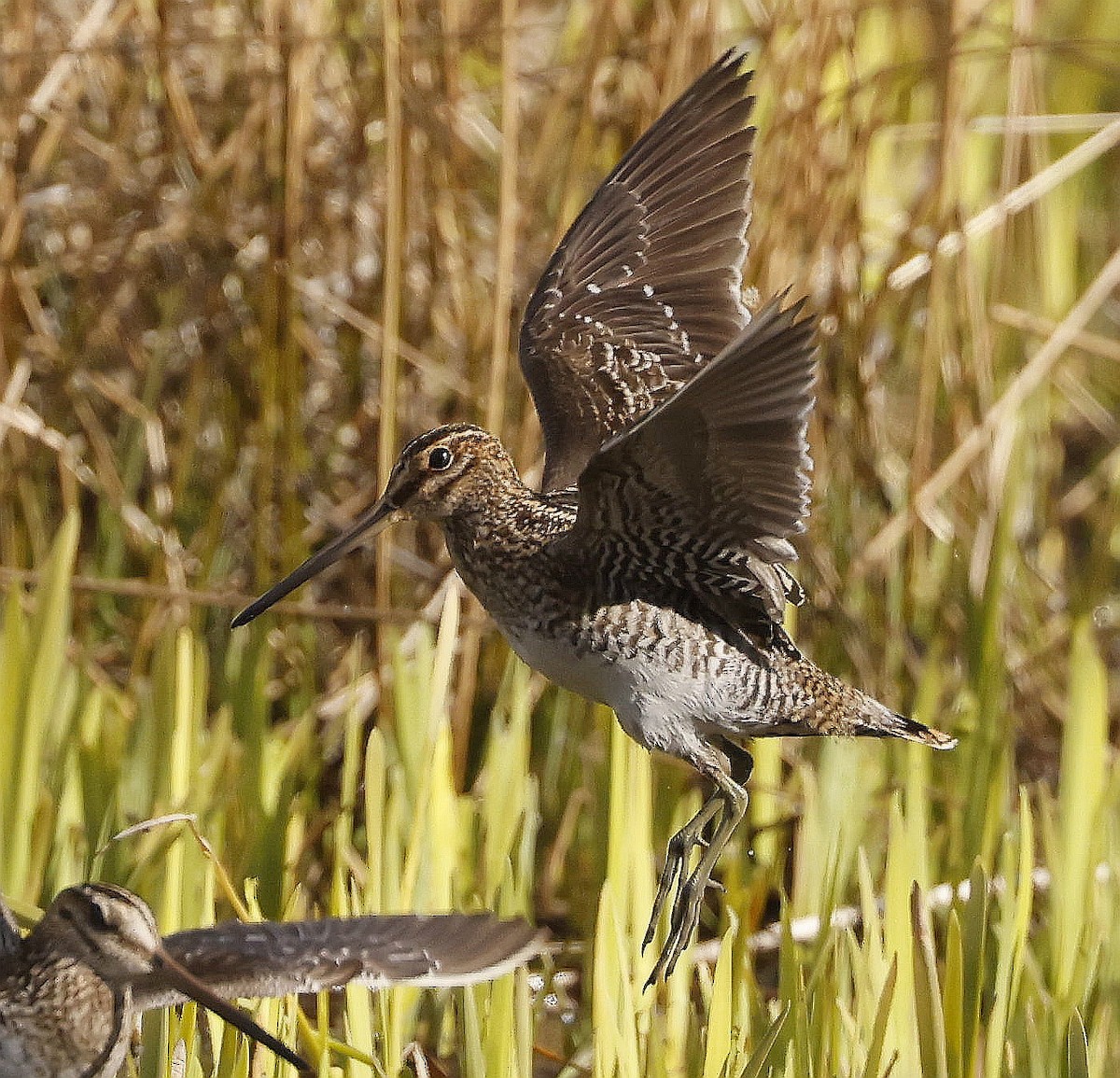 Wilson's Snipe - ML634967717
