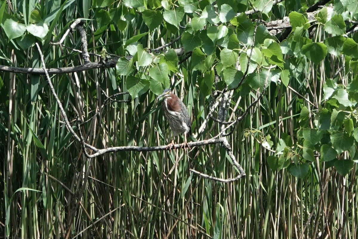 Green Heron - ML634967734