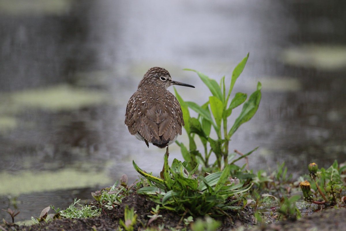 Solitary Sandpiper - ML634967762