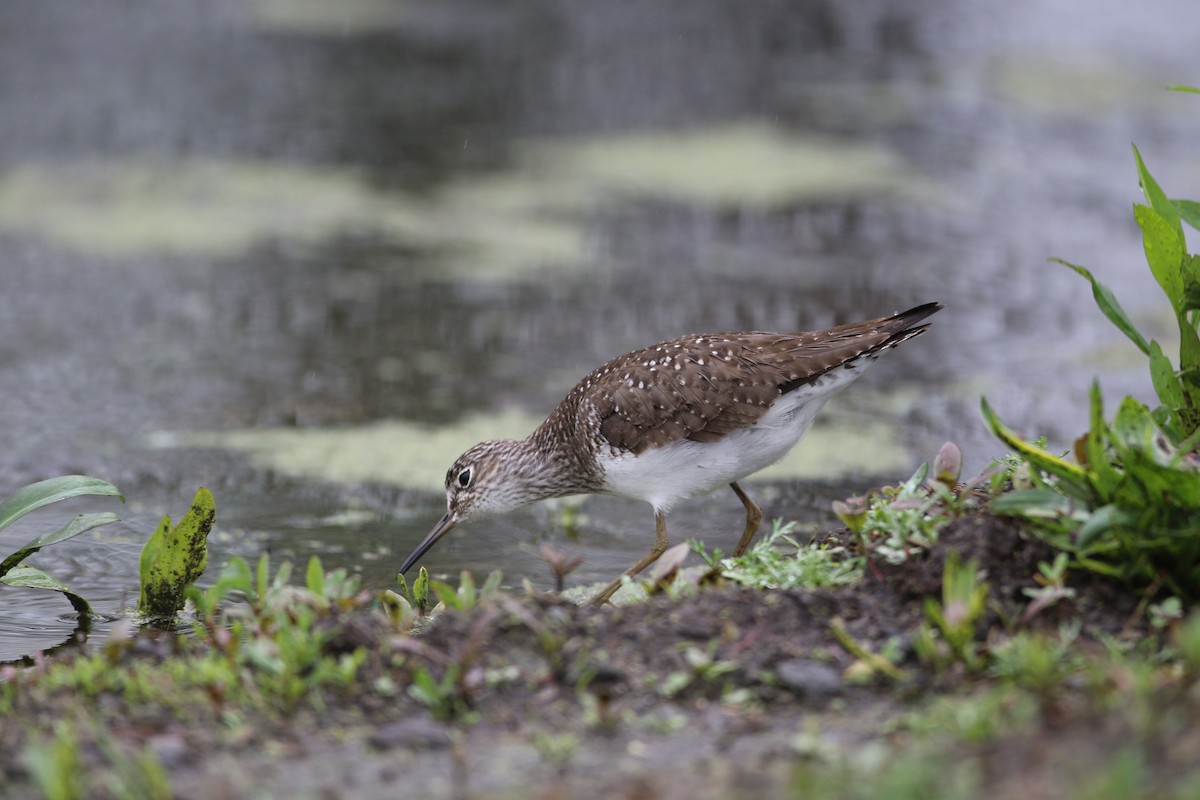 Solitary Sandpiper - ML634967773