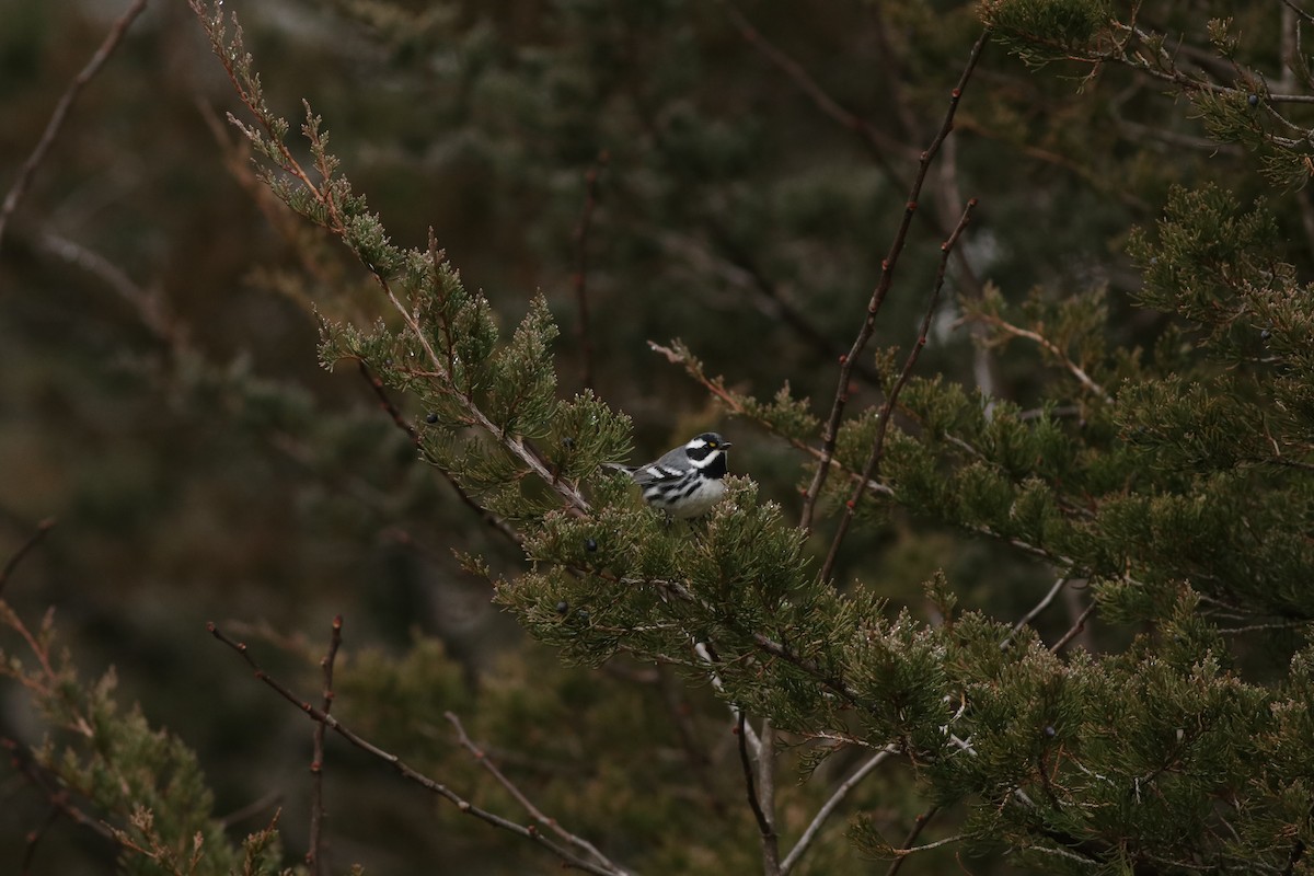 gråparula - ML634967776