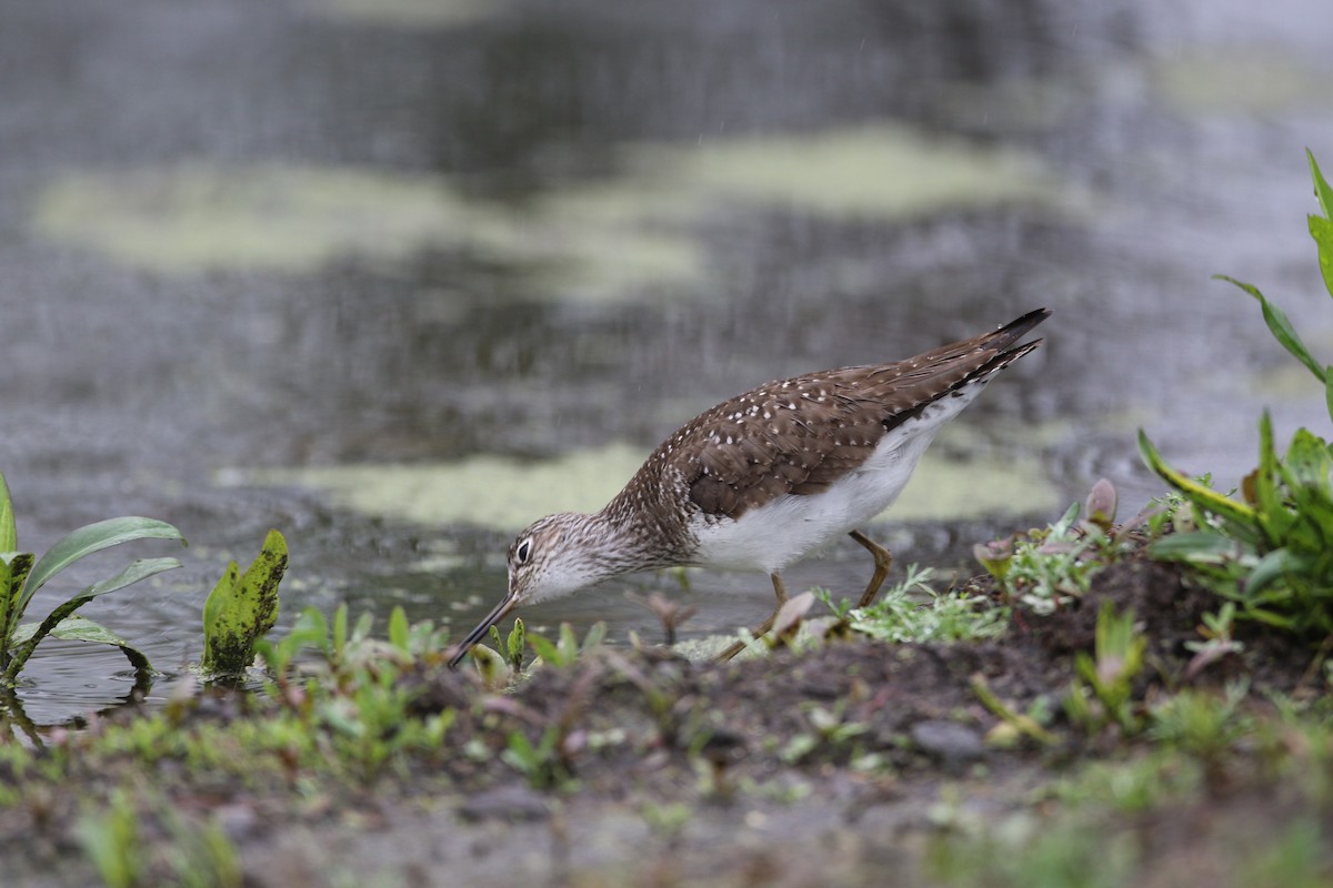 Solitary Sandpiper - ML634967781