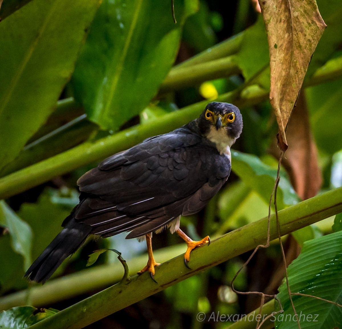 Gray-bellied Hawk - ML634967920