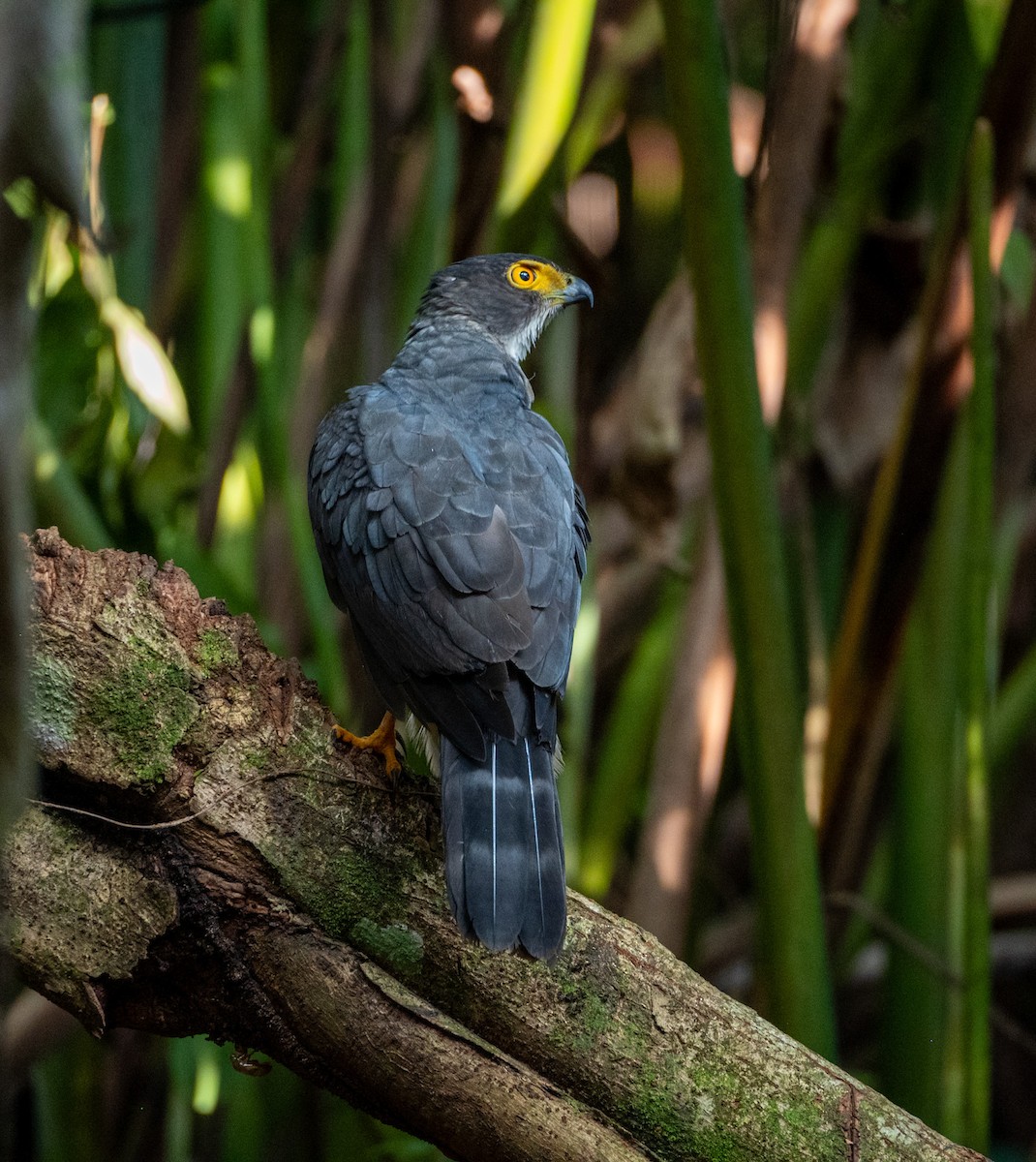 Gray-bellied Hawk - ML634967921