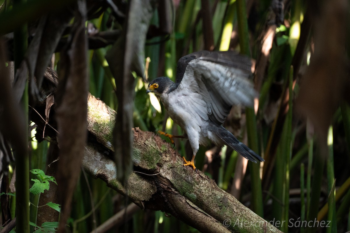 Gray-bellied Hawk - ML634967923