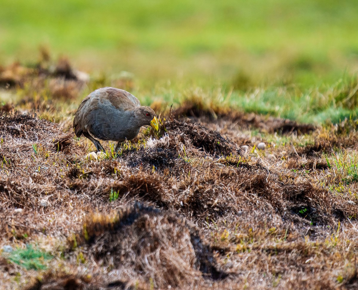 Tasmanian Nativehen - ML634967964