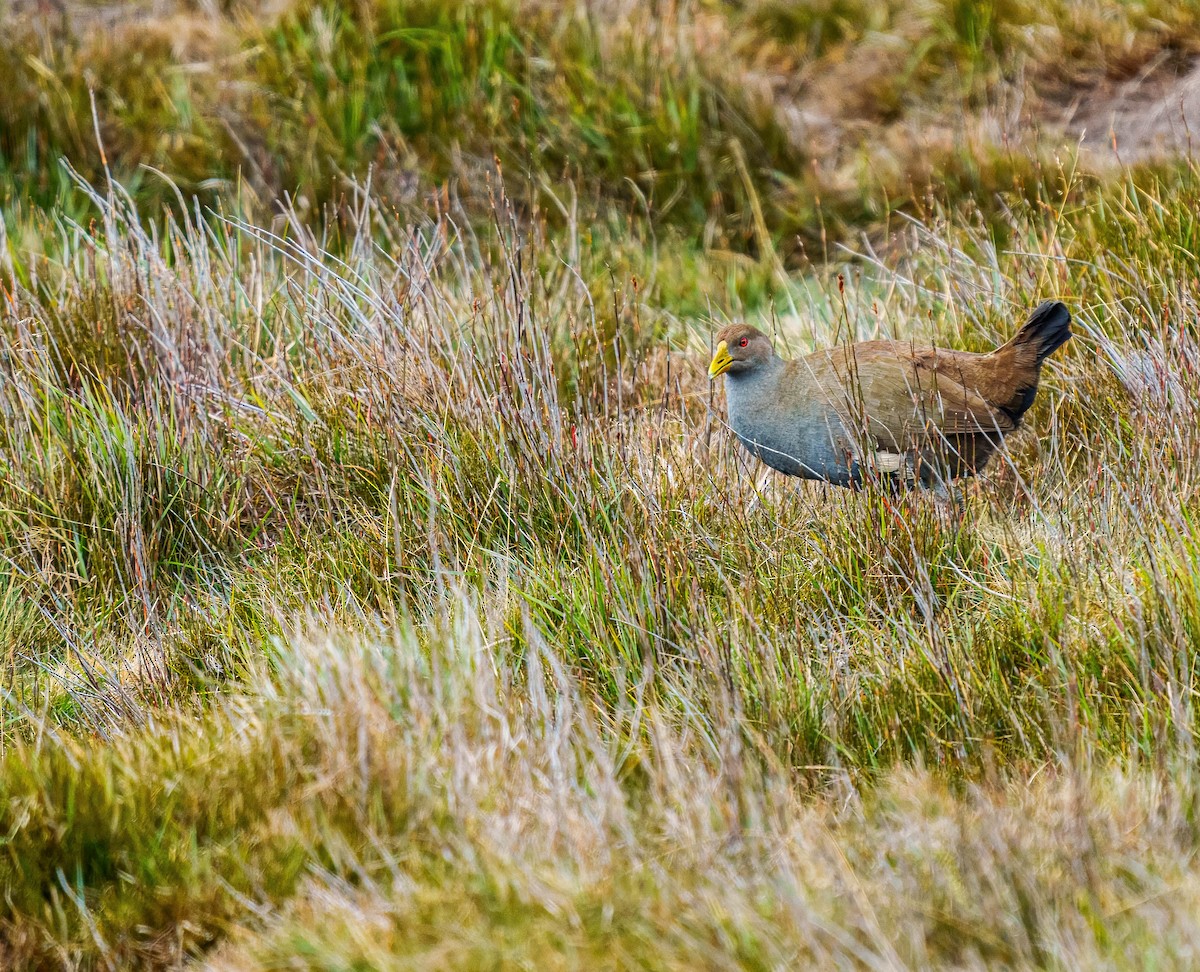 Tasmanian Nativehen - ML634967966
