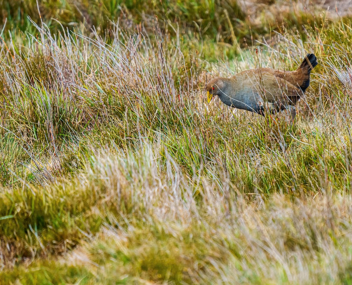 Tasmanian Nativehen - ML634967967