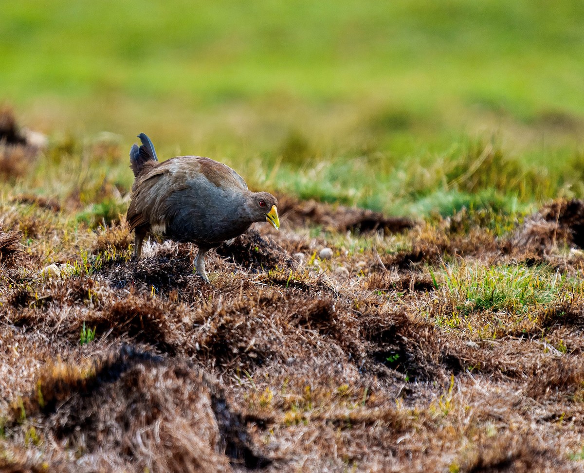 Tasmanian Nativehen - ML634967969