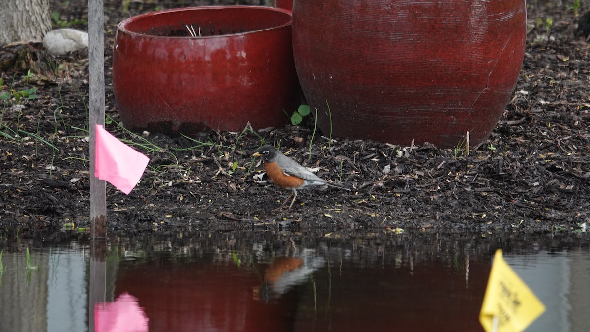 American Robin - ML634968036