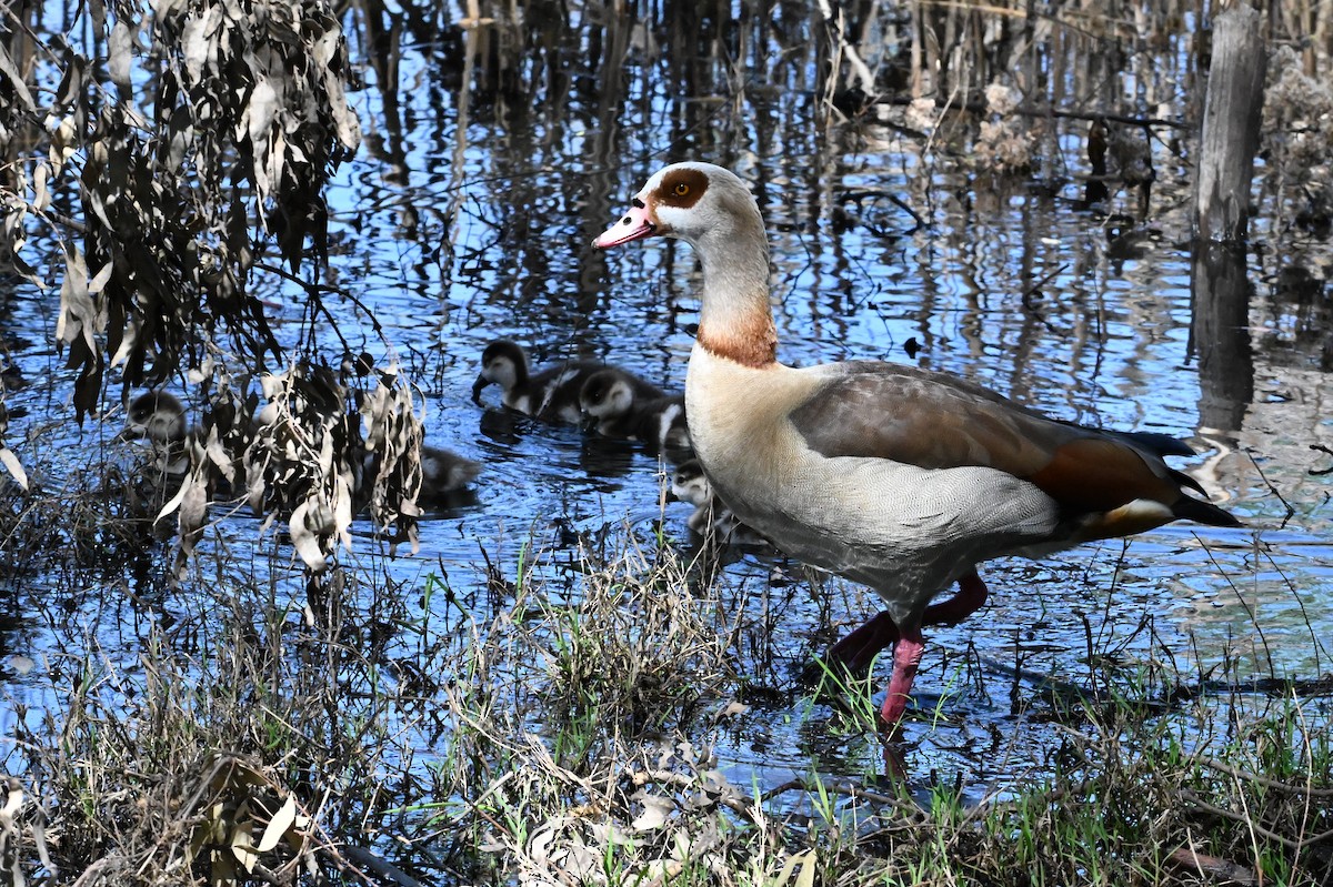 Egyptian Goose - ML634968240