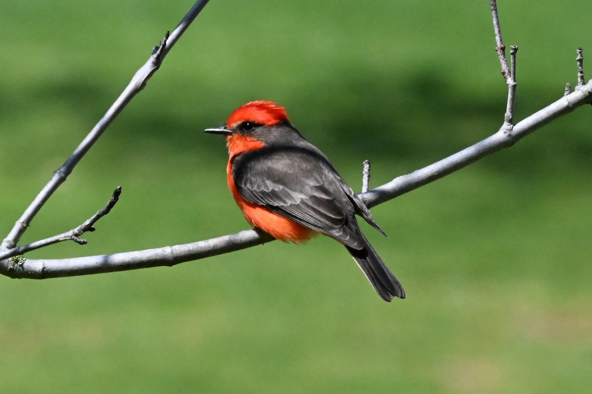 Vermilion Flycatcher - ML634968336