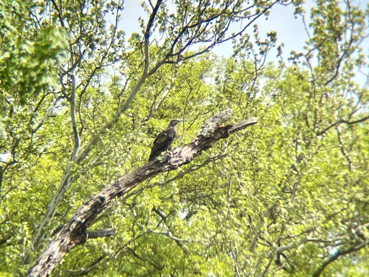 Bald Eagle - ML634968470