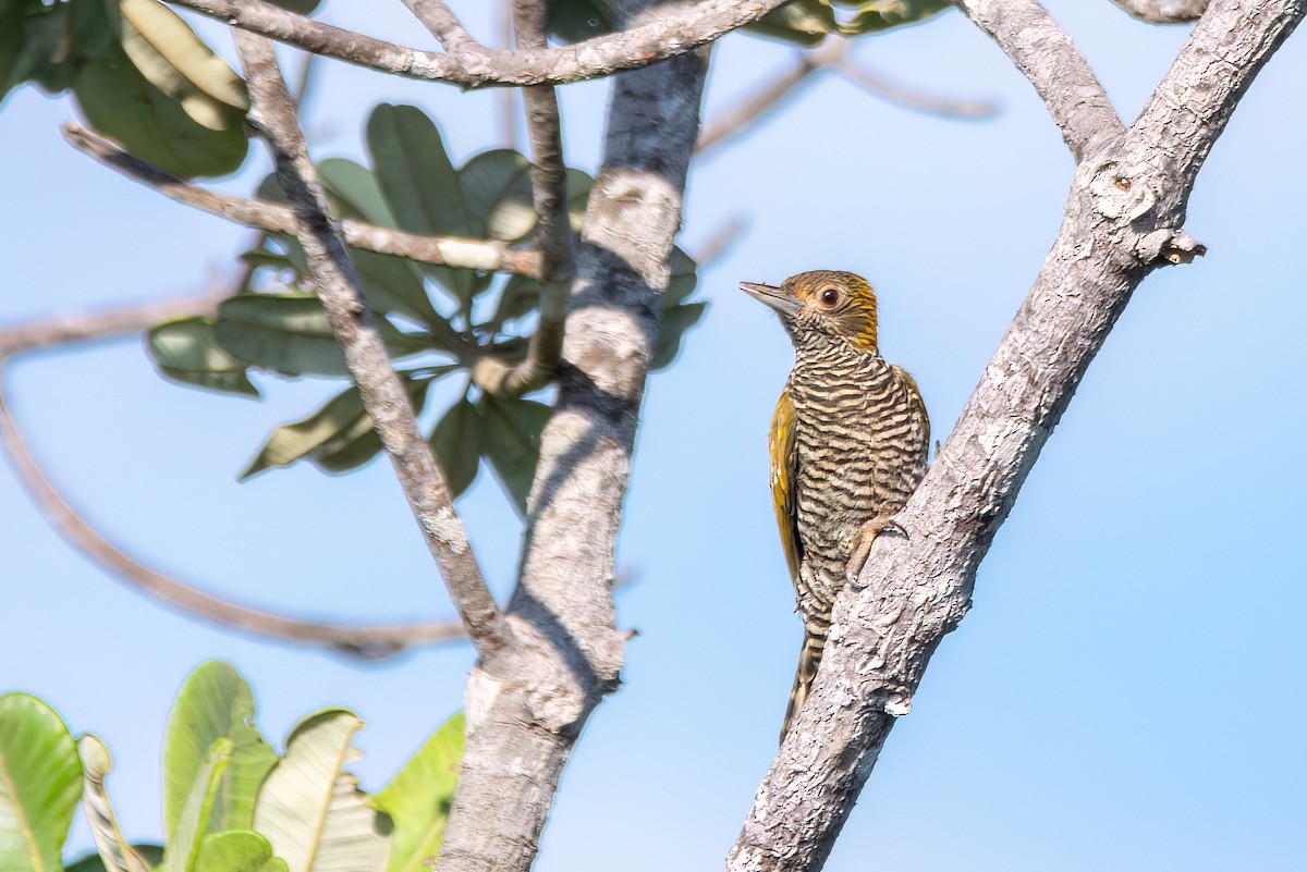 Golden-collared Woodpecker - ML634968479