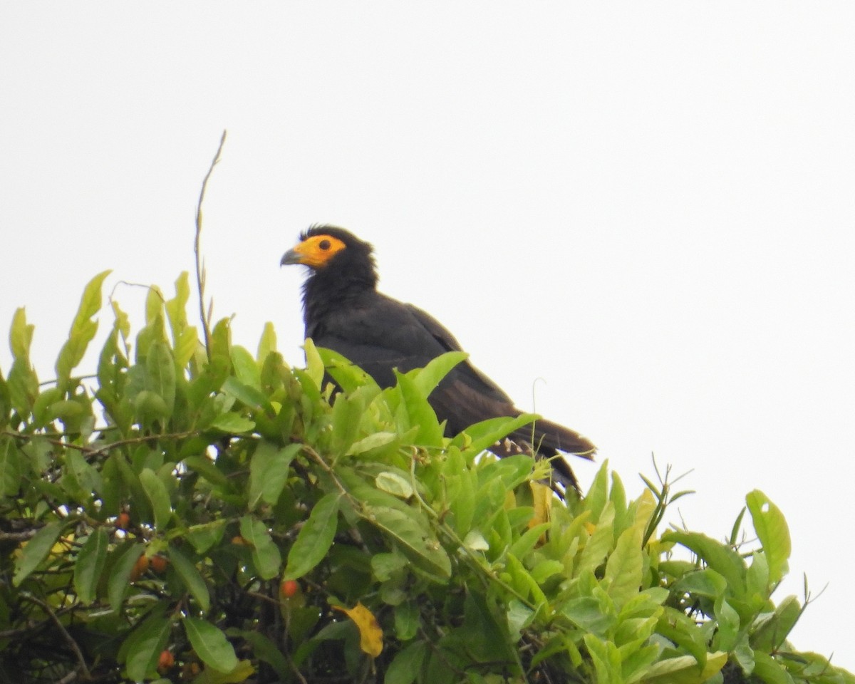 Black Caracara - ML634968482