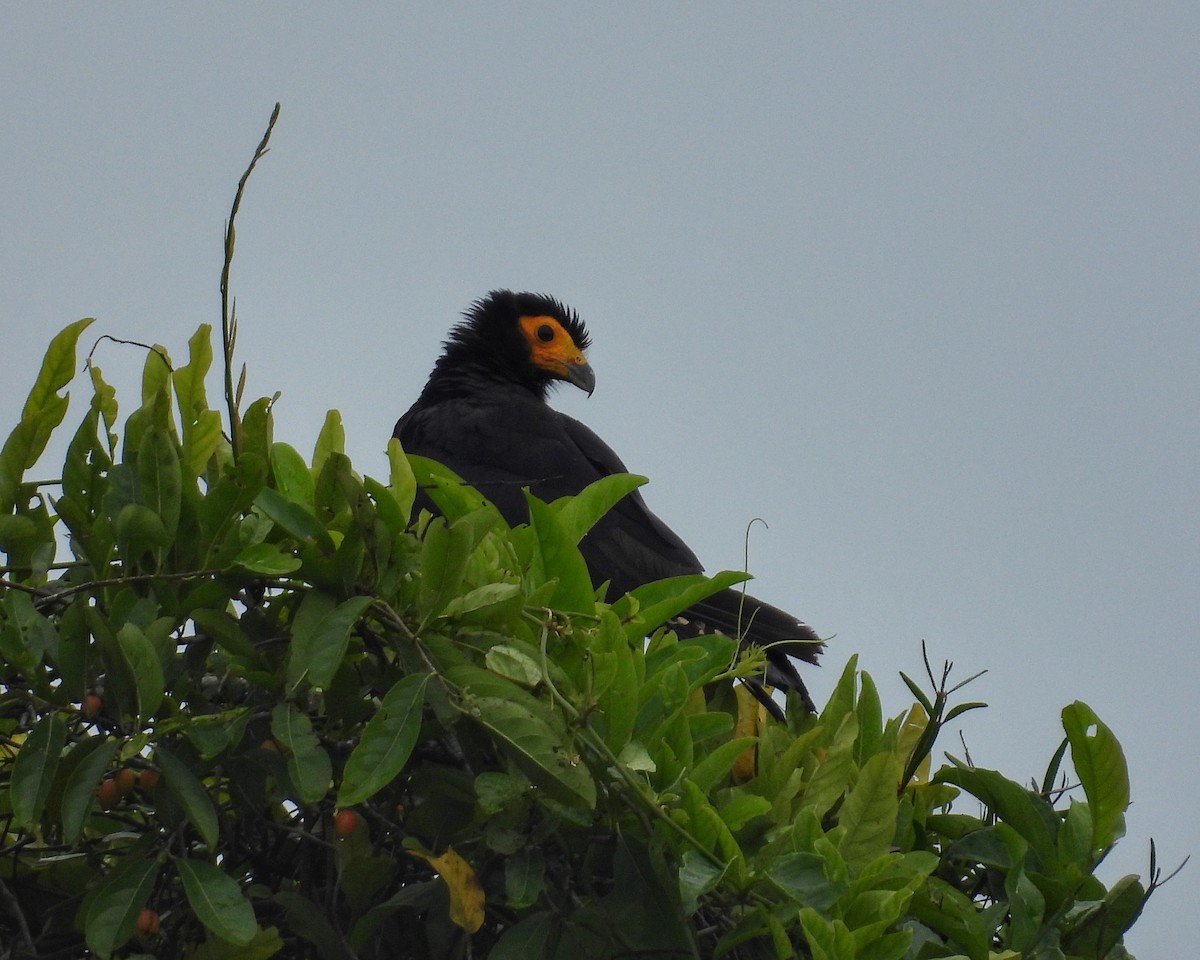 Black Caracara - ML634968483