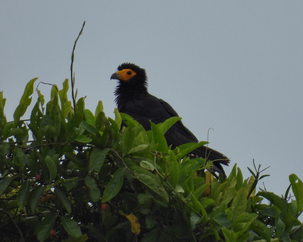 Black Caracara - ML634968484
