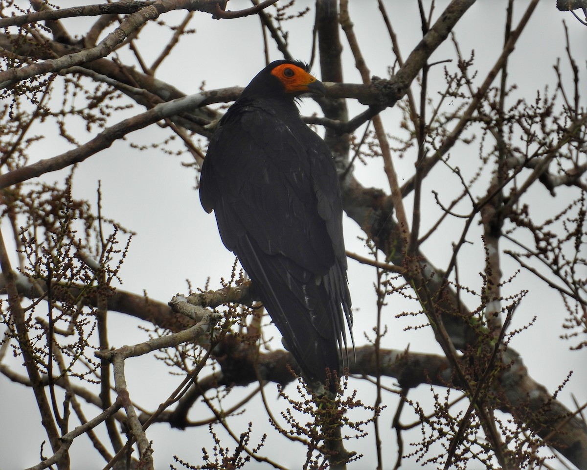 Black Caracara - ML634968485