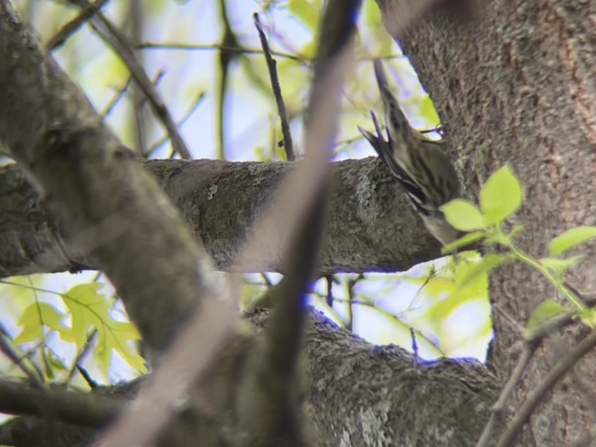Black-and-white Warbler - ML634968493