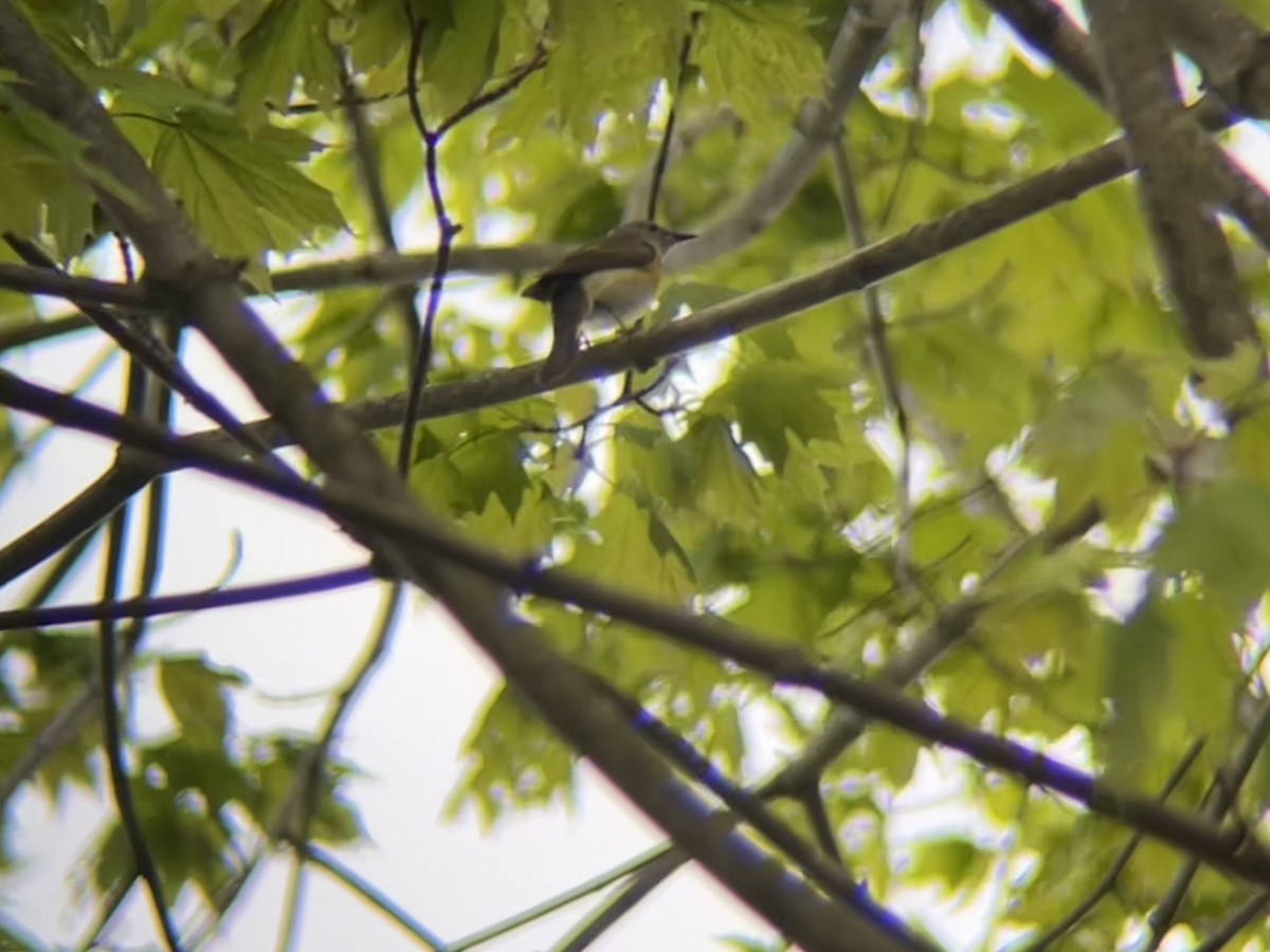 American Redstart - ML634968498