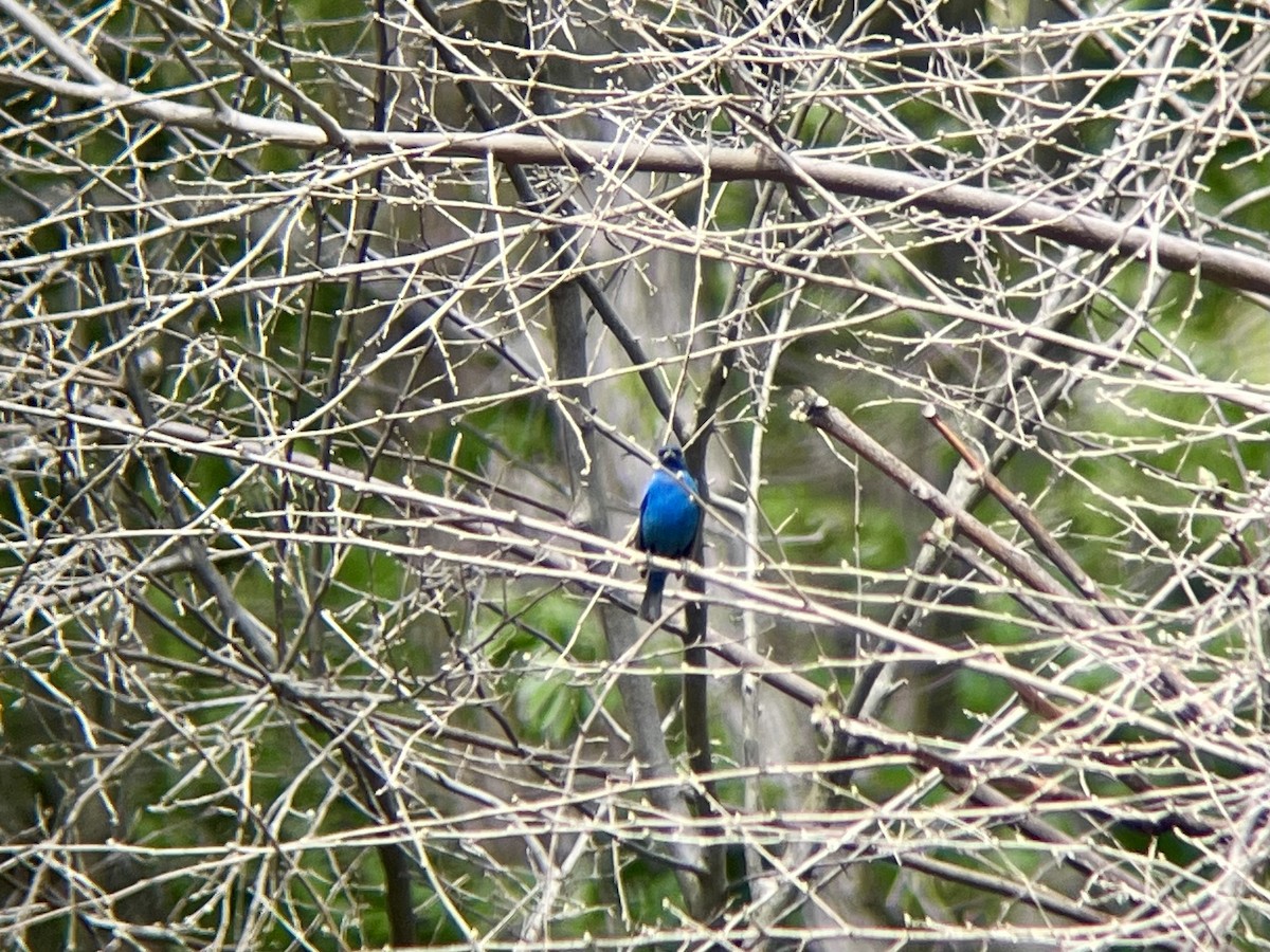 Indigo Bunting - ML634968504