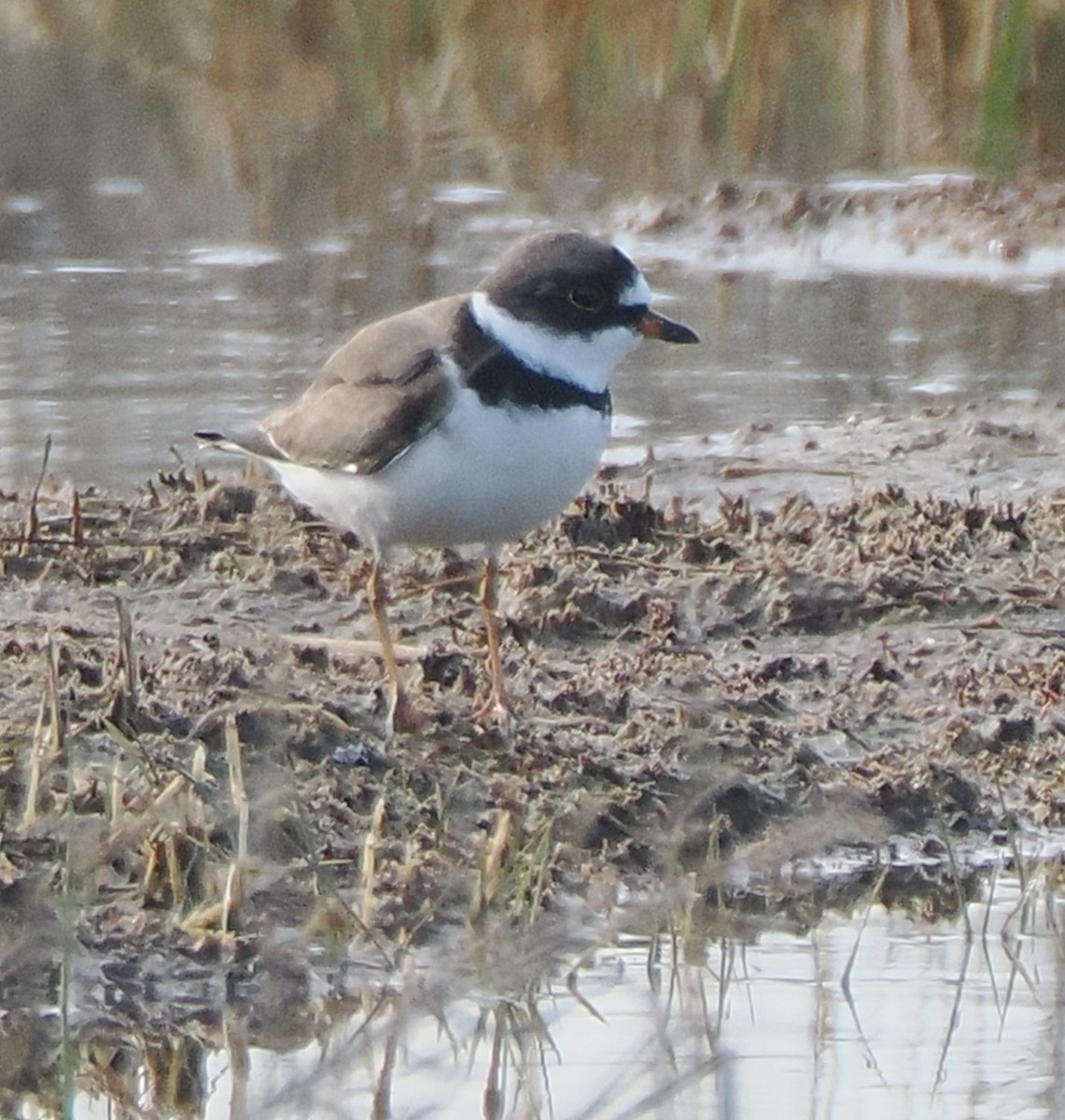 Semipalmated Plover - ML634968602
