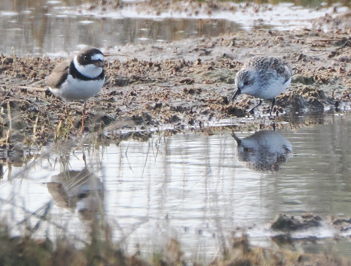 Semipalmated Plover - ML634968603