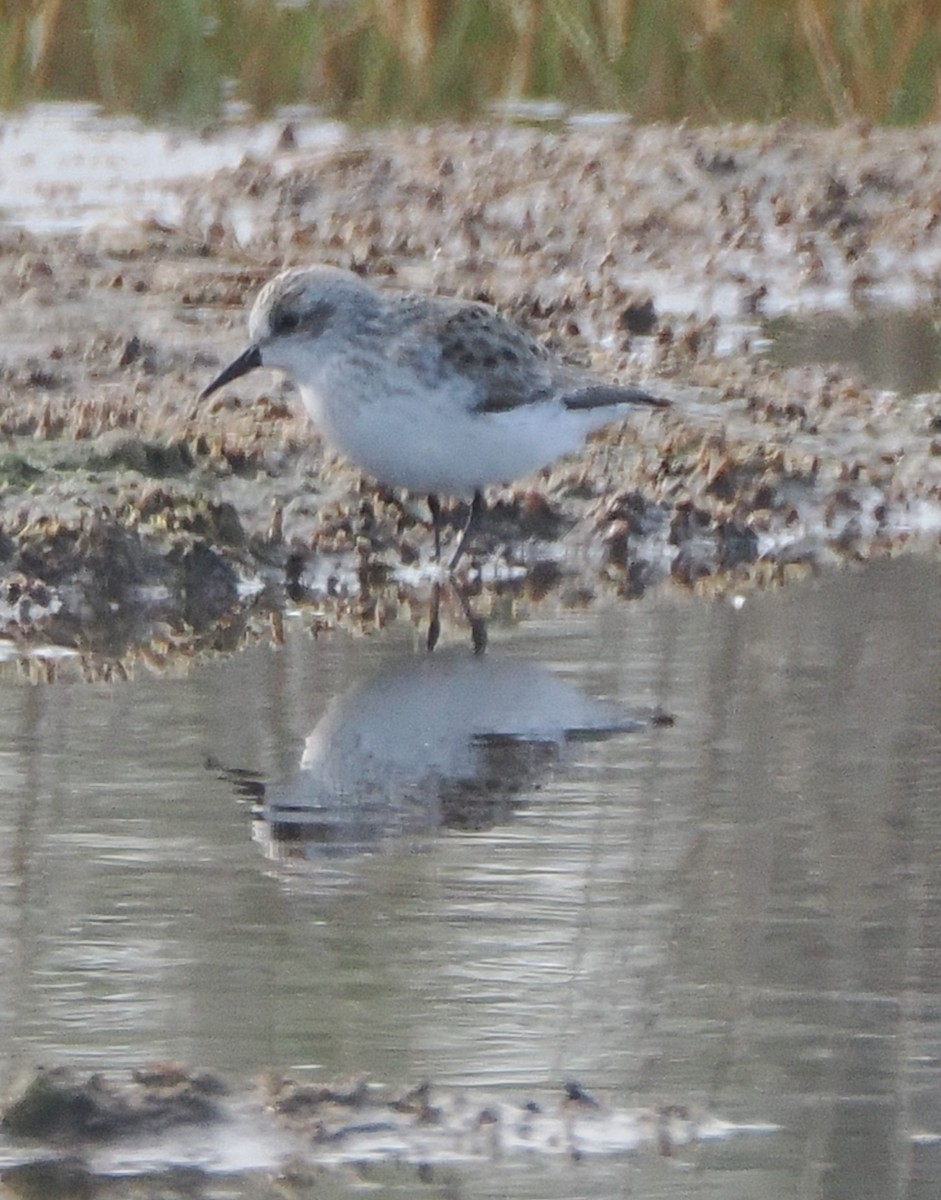 Semipalmated Sandpiper - ML634968610