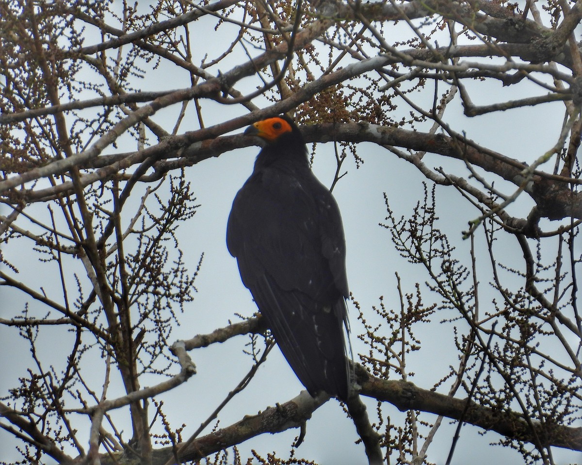 Black Caracara - ML634968647