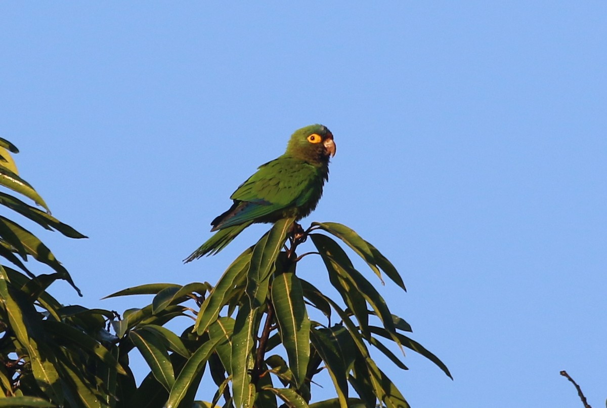 Orange-fronted Parakeet - ML634968653