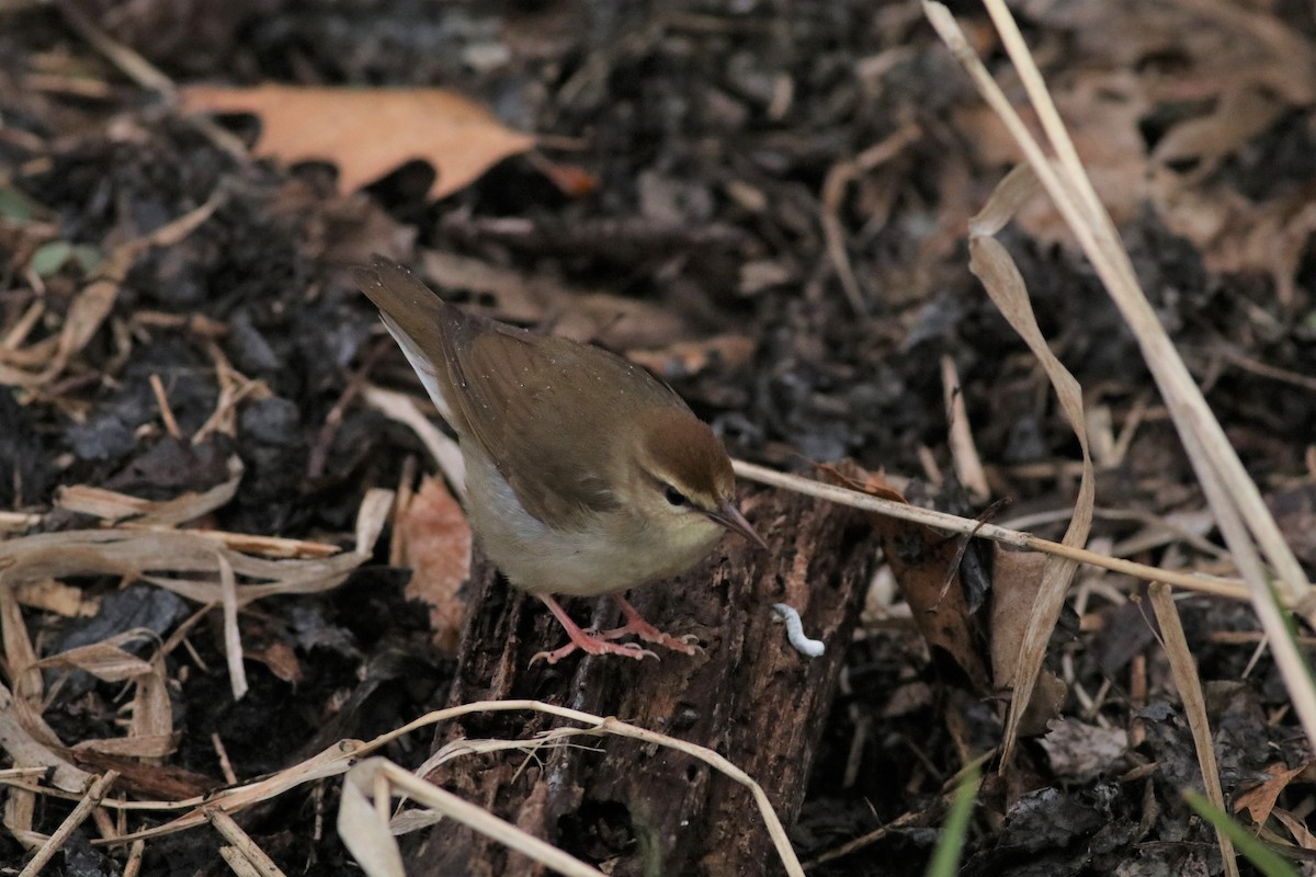 Swainson's Warbler - ML634968743