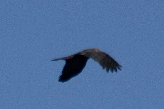 Parlak Siyah Kakadu - ML634968769