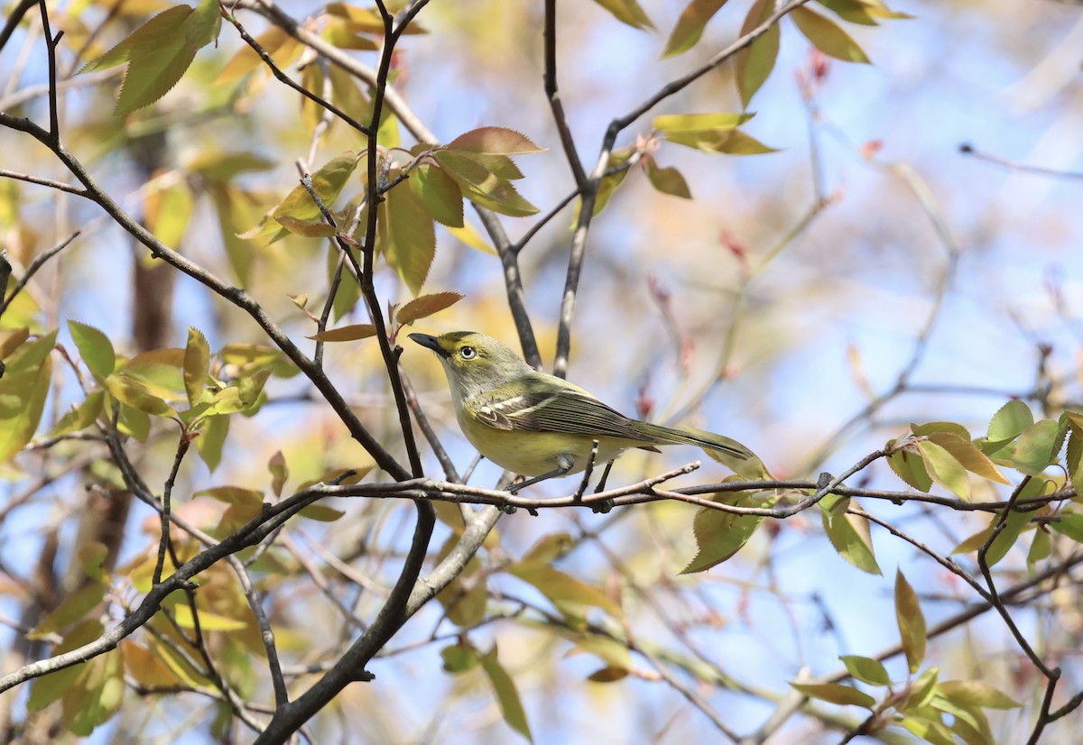 zelenáček bělooký - ML634968779